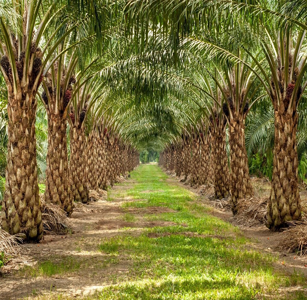 Green Palm
